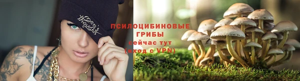 прущие грибы Алзамай