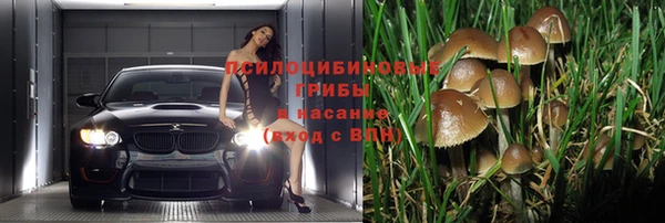 прущие грибы Алзамай